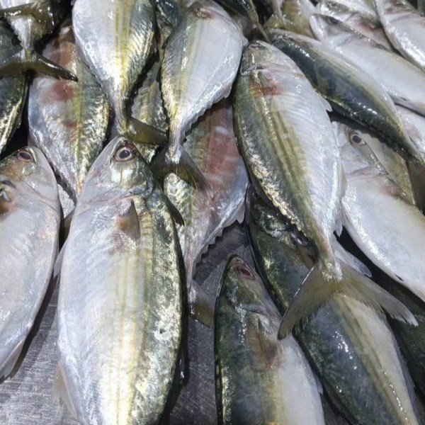 Mackerel Fish