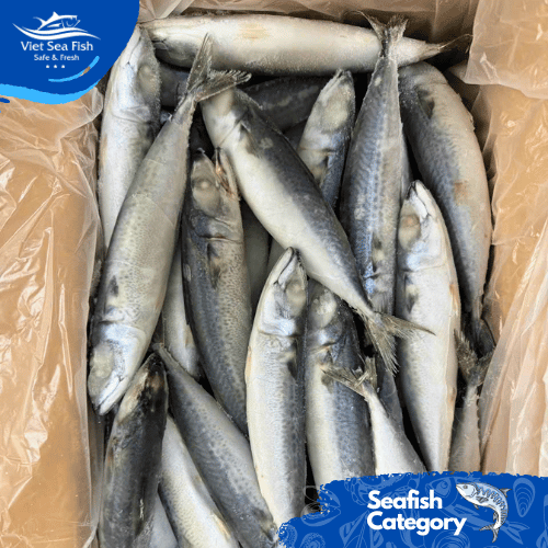 Mackerel Fish