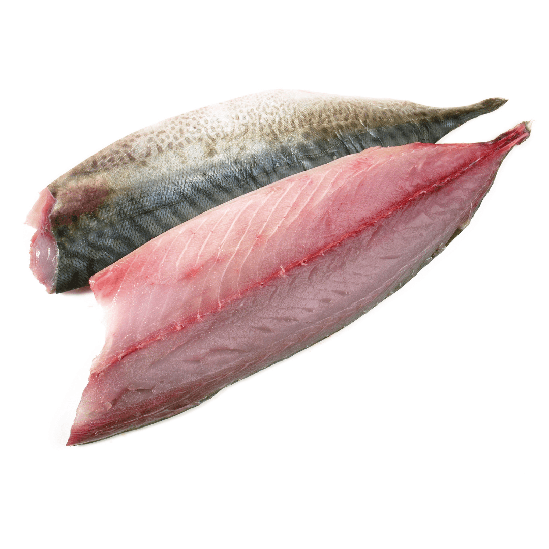 Mackerel Fish