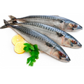 Mackerel Fish