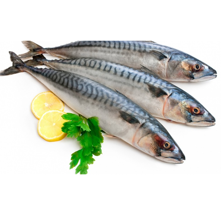 Mackerel Fish