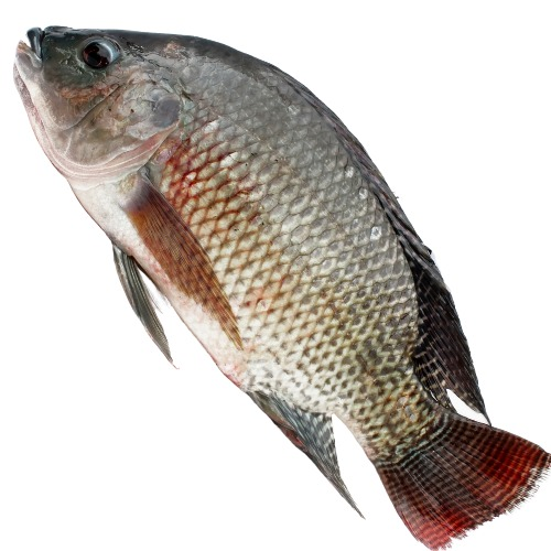 Kariba Bream