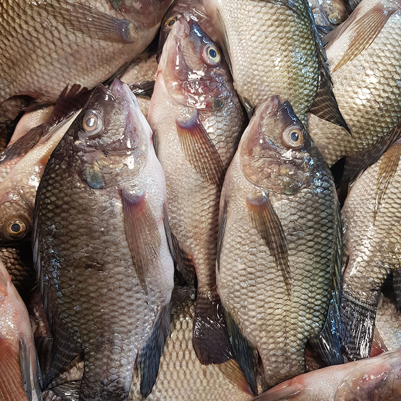 Kariba Bream