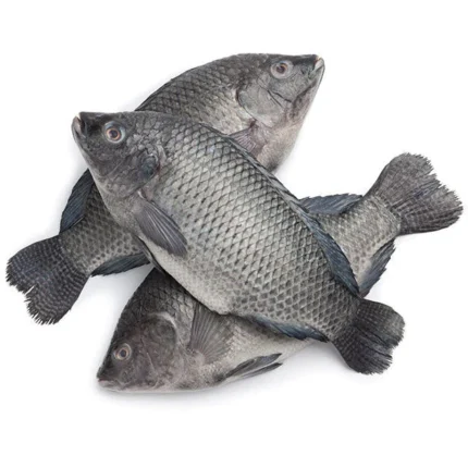 Kariba Bream